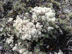 Pulchrocladia ferdinandii