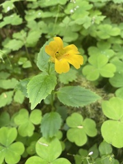 Erythranthe dentata