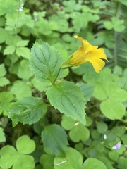 Erythranthe dentata