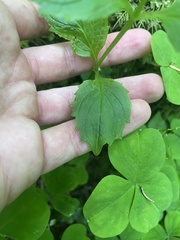 Erythranthe dentata