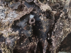 Sphaerostilbella aurifila