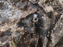 Sphaerostilbella aurifila