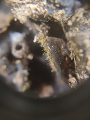 Sphaerostilbella aurifila