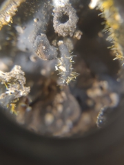 Sphaerostilbella aurifila