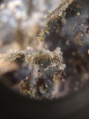 Sphaerostilbella aurifila