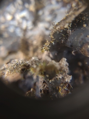 Sphaerostilbella aurifila