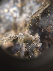 Sphaerostilbella aurifila