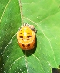 Harmonia axyridis