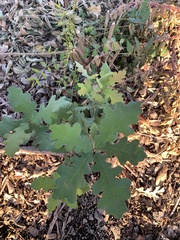 Quercus lobata