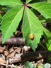 Harmonia axyridis