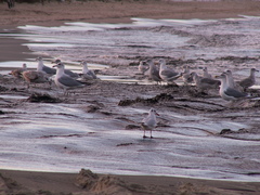 Larus argentatus