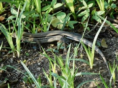 Aspidoscelis costatus