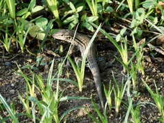 Aspidoscelis costatus