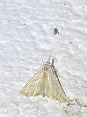 Haimbachia placidellus