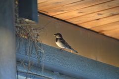 Passer domesticus
