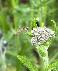 Sphaerophoria philanthus