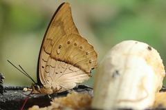 Archaeoprepona amphimachus