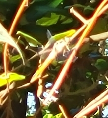 Pachydiplax longipennis