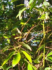 Pachydiplax longipennis