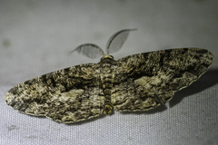 Hypomecis externaria