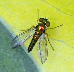 Condylostylus flavipes