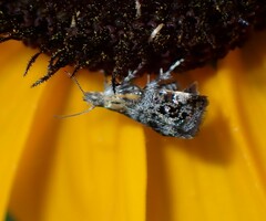 Tebenna gnaphaliella