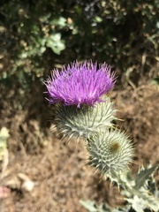 Cirsium neomexicanum utahense