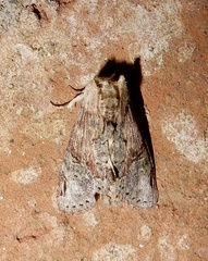 Chadisra bipars