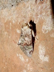 Chadisra bipars