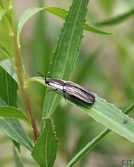 Chalcolepidius approximatus