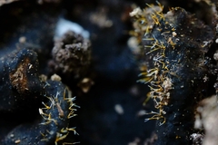 Sphaerostilbella aurifila