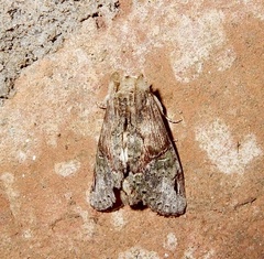 Chadisra bipars