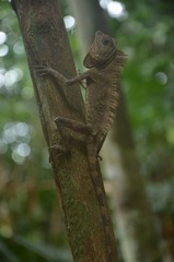 Gonocephalus bornensis