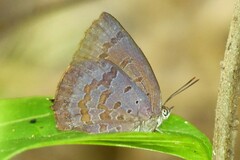 Arhopala rama