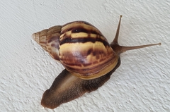 Lissachatina fulica
