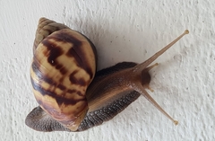 Lissachatina fulica