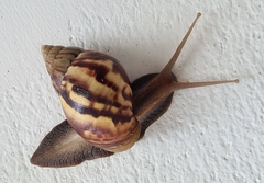 Lissachatina fulica