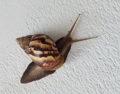 Lissachatina fulica