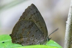 Arhopala rama