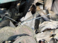 Argia nahuana