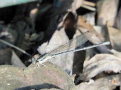 Argia nahuana