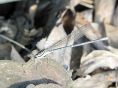 Argia nahuana