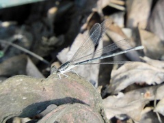 Argia nahuana