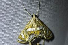 Margarosticha euprepialis