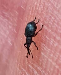 Ceratapion onopordi