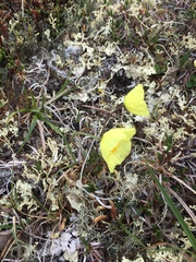 Papaver macounii discolor
