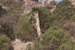 Yucca decipiens