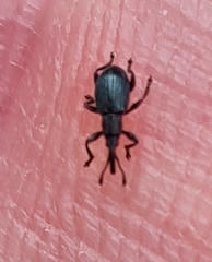 Ceratapion onopordi