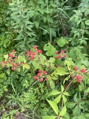 Rubus