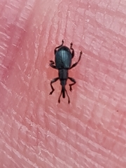 Ceratapion onopordi